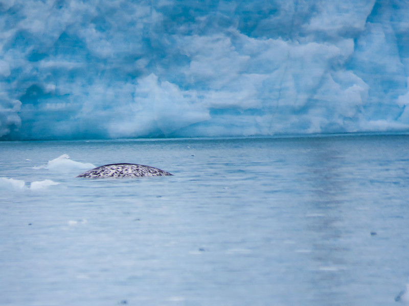 We saw a pod of Narwhals (whales) on our Arctic adventure.