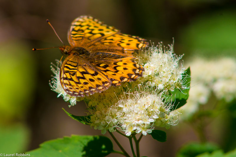 rare and endangered butterflies can be found in the Castle Wilderness. It's a nature lover's paradise! 