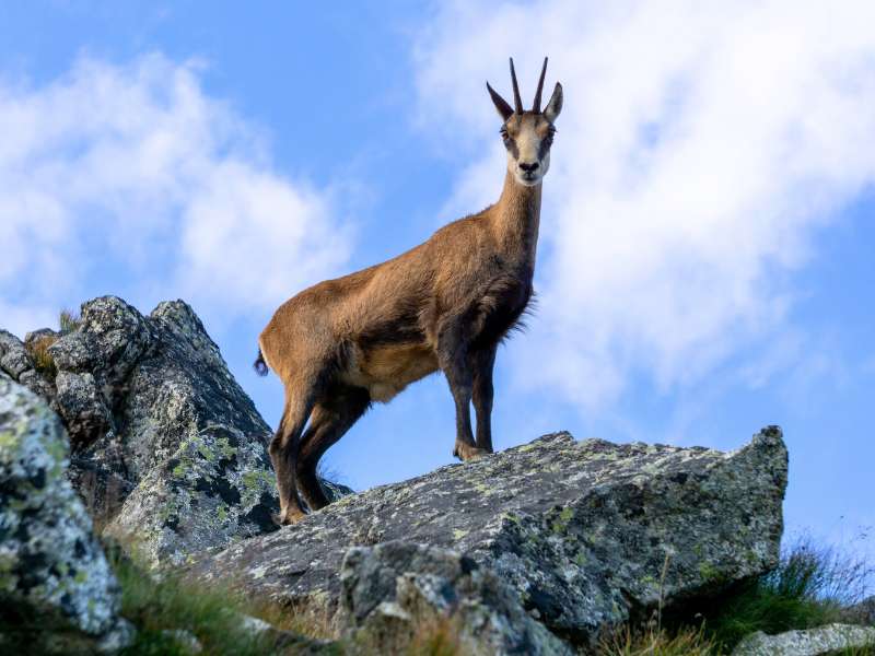 watch for chamois on your Gran Paradiso hiking tour