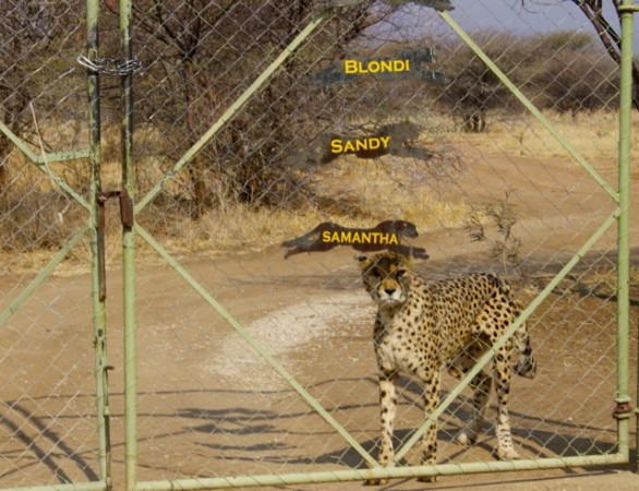 Gate of Cheetah Conservation Fund in Namibia