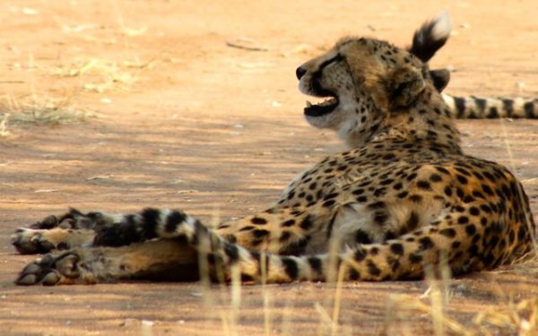 Cheetah relaxing with several others in her very large, natural enclosure.