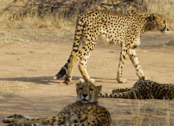 Like most cats, cheetahs spend a large part of their day just lazing around.