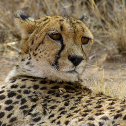 cheetas in wild