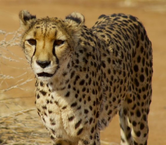 cheetas in wild