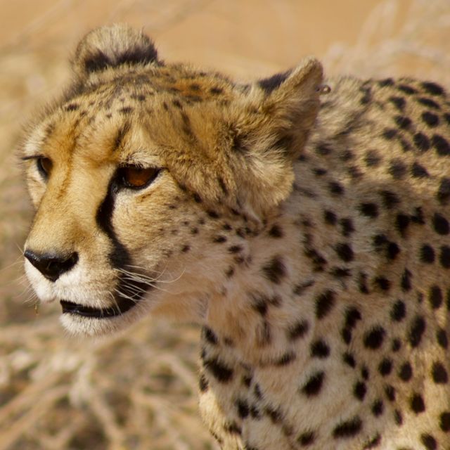 cheetah