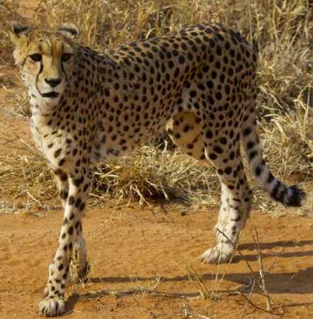 Cheetah at Cheetah Conservation Fund in Namibia