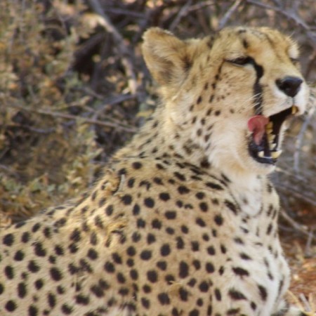 Cheetah yawning after waking up from her afternoon nap.