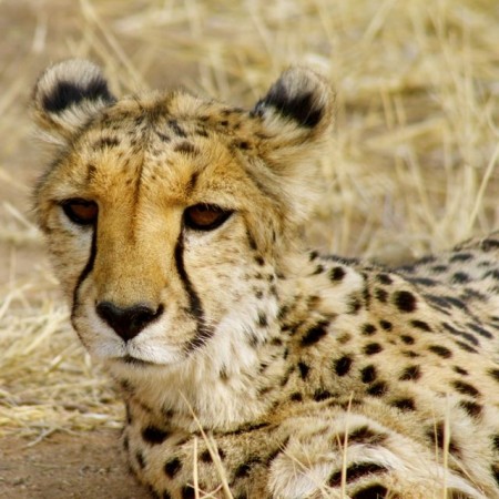 The markings on the ears serve as communication tools. 