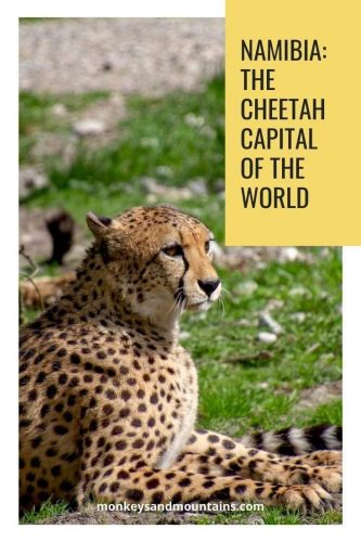 cheetas in wild pin