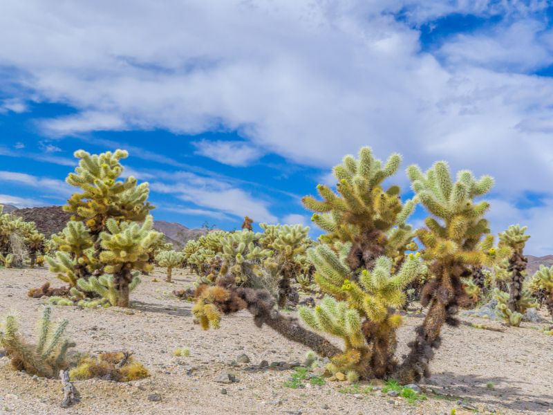 Cholla Cactus Garden's loop is easily walked in 30 minutes or less