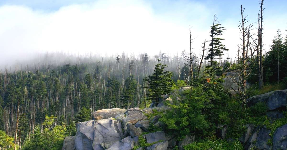 The view from the top of one of the Clingmans Dome Trails