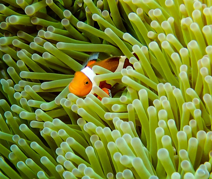 clown_fish_seen_while_diving_in_keramashoto_national_park_okinawa_japan