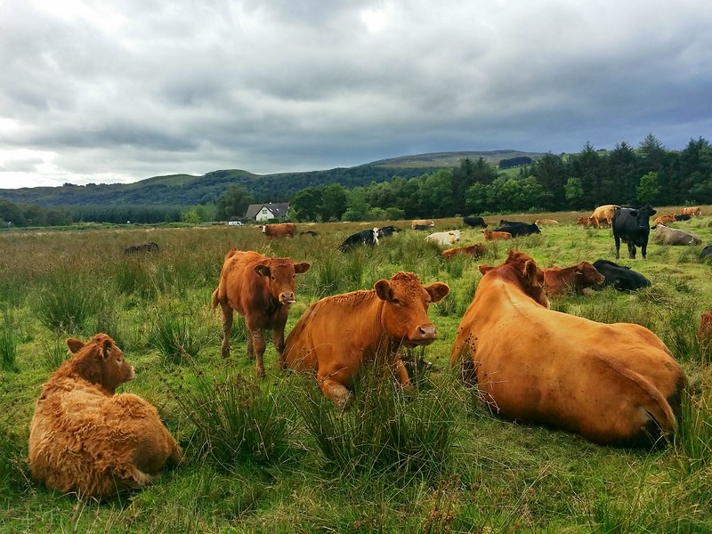 Day 1 of hiking the West Highland Way I saw more cows than people