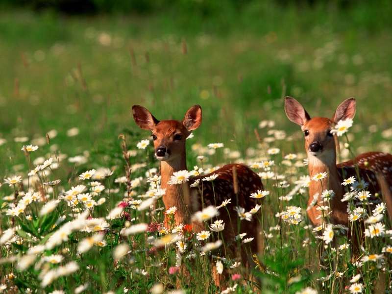 observing young wildlife in Banff is always a highlight