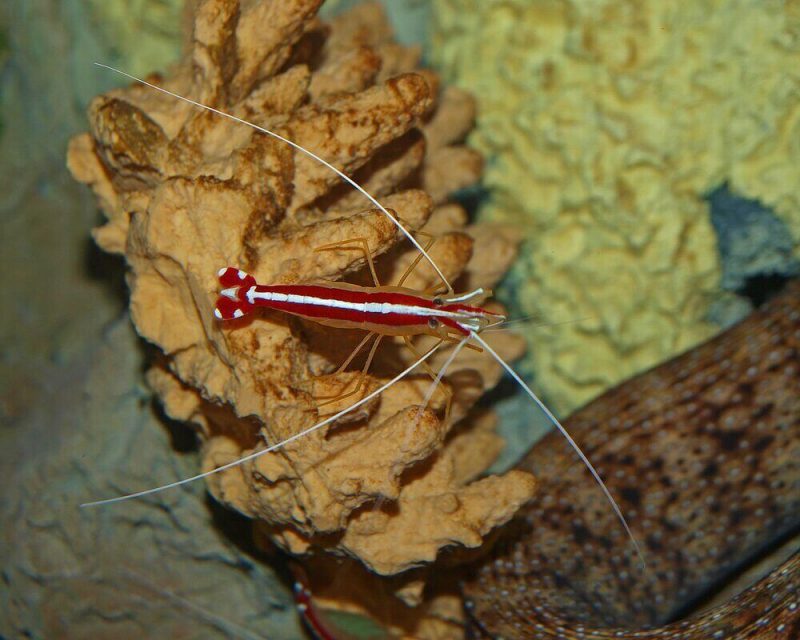 Diving is the perfect activity to try out in California