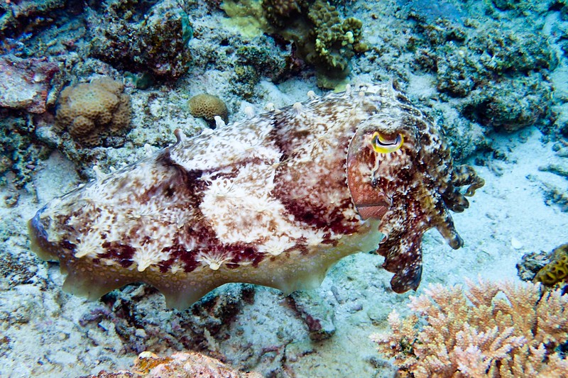 squid seen while diving in Keramashoto National Park, Okinawa