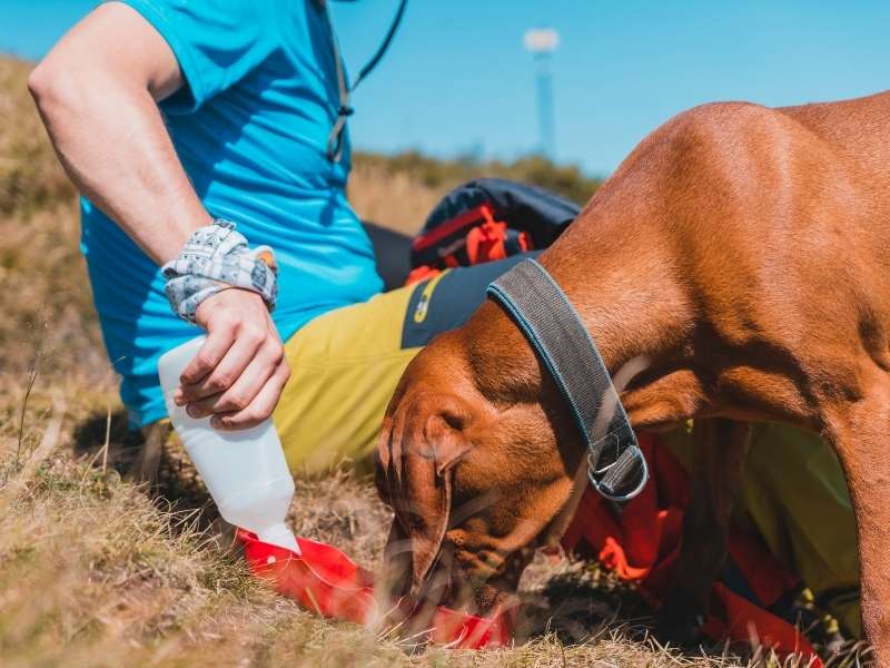 dog drinking plenty of water