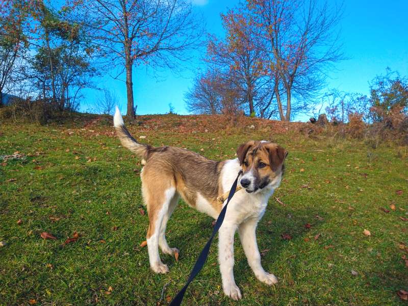 hiking dog on leash