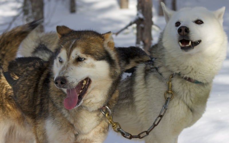 dog sledding - 2 huskies