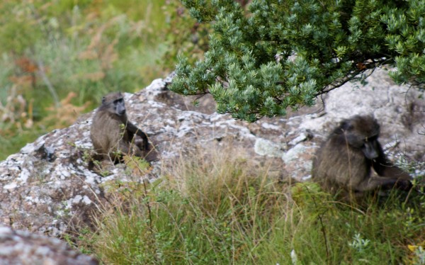 Baboon at the Drakensberg amphitheater, South Africa