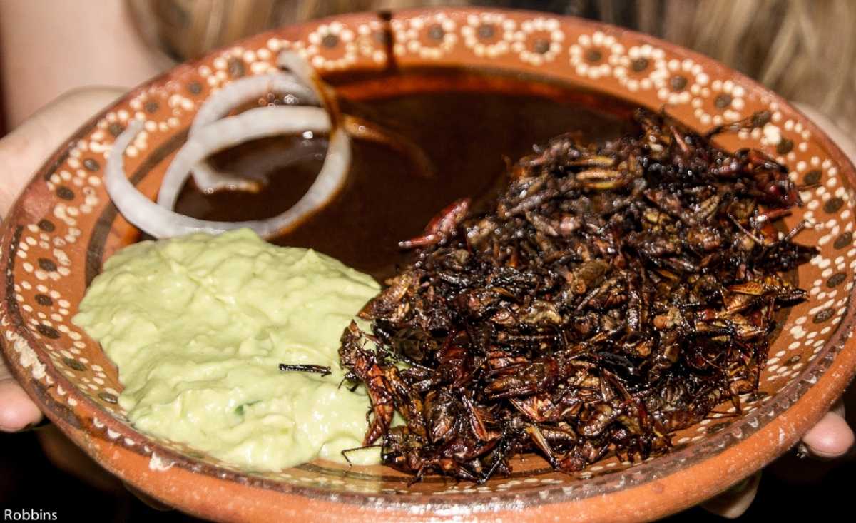 feeling adventurous? try fried insects when in Mexico