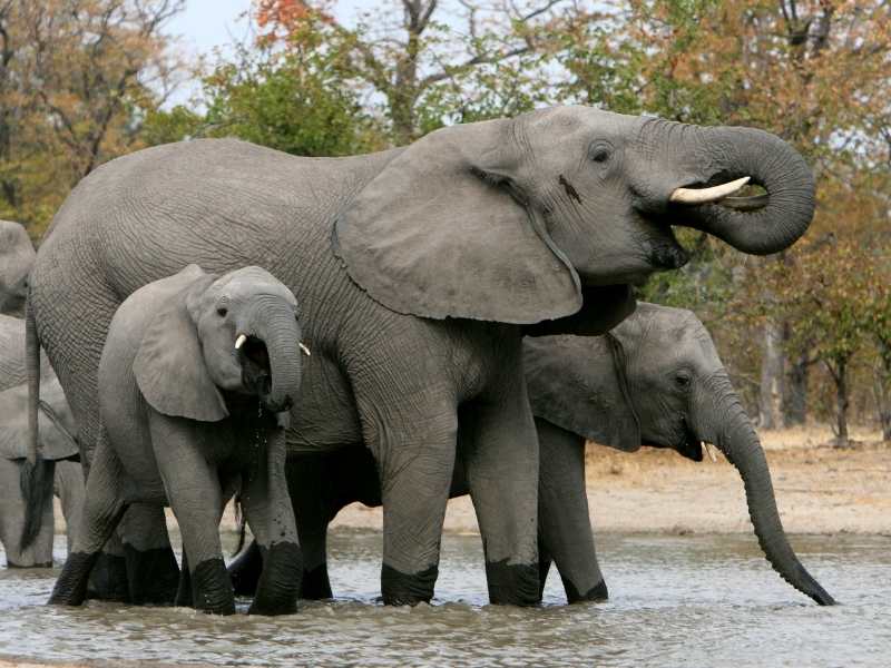 waterholes are a great place to observe wildlife like elephants