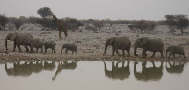 Etosha hotel water hole elephants12