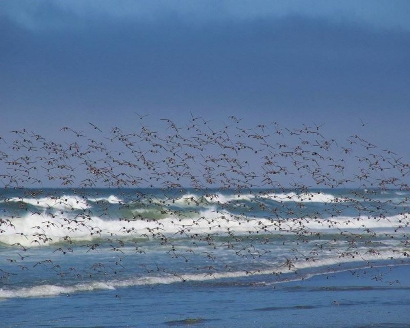 The beaches near Eureka are the perfect way to appreciate the Pacifc coastline and the flocks of wildlife that call this area home. 