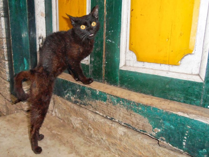 A cat at the door of our accommodation at the end of our EBC Trek 