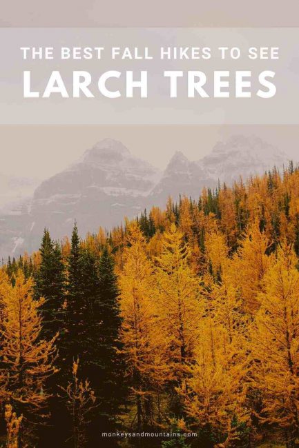 larch trees pin