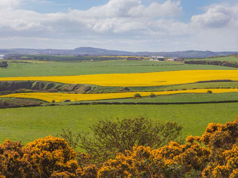 Yellow fields seen along the Cleveland Way walk