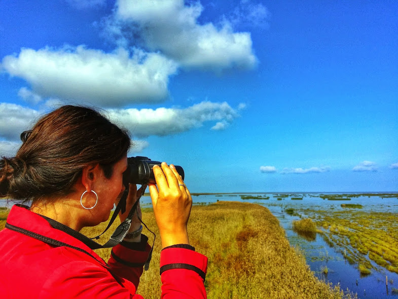 On the look out for a white-tailed eagle at Liminka Bay in Finland.