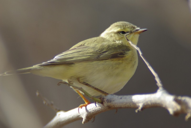 Willow warbler, Finland's most common bird. Photo by Jari Peltomäki, used with his permission.