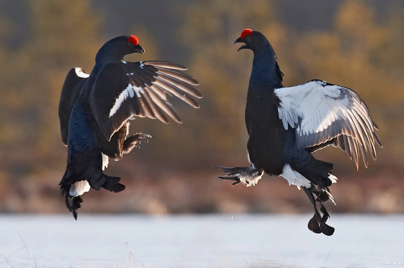 Black grouse. Photo by Jari Peltomäki.