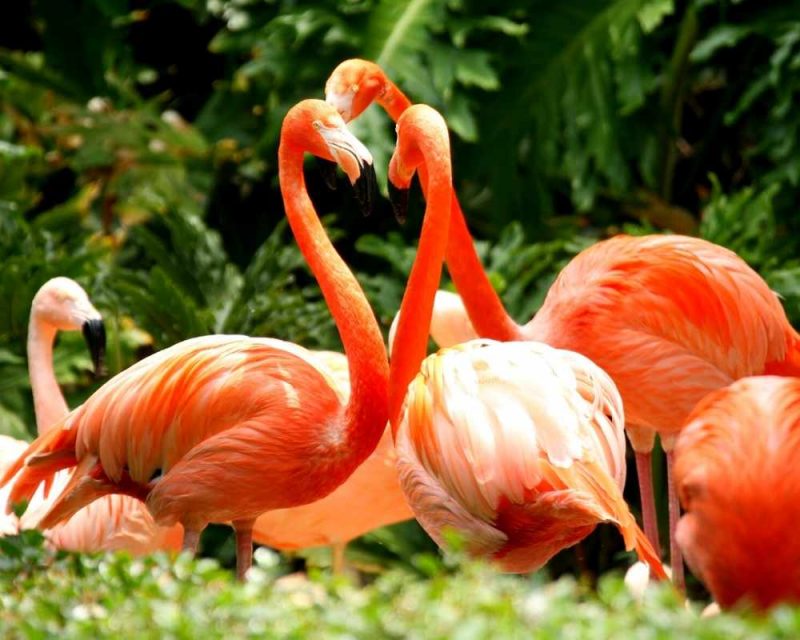 American Flamingos in a group 