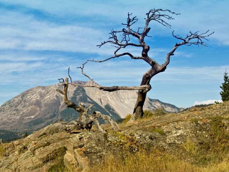 when driving to the Crowsnest Pass from the west, you'll pass the famous Burmis tree