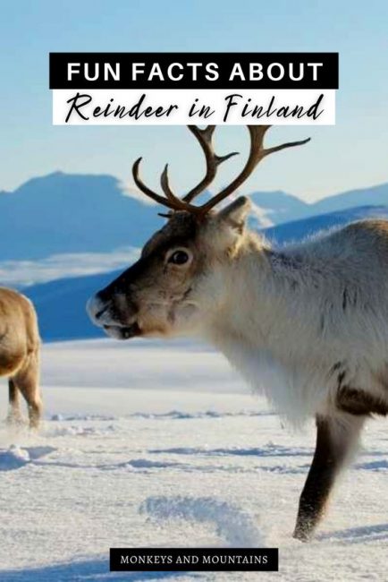 reindeer