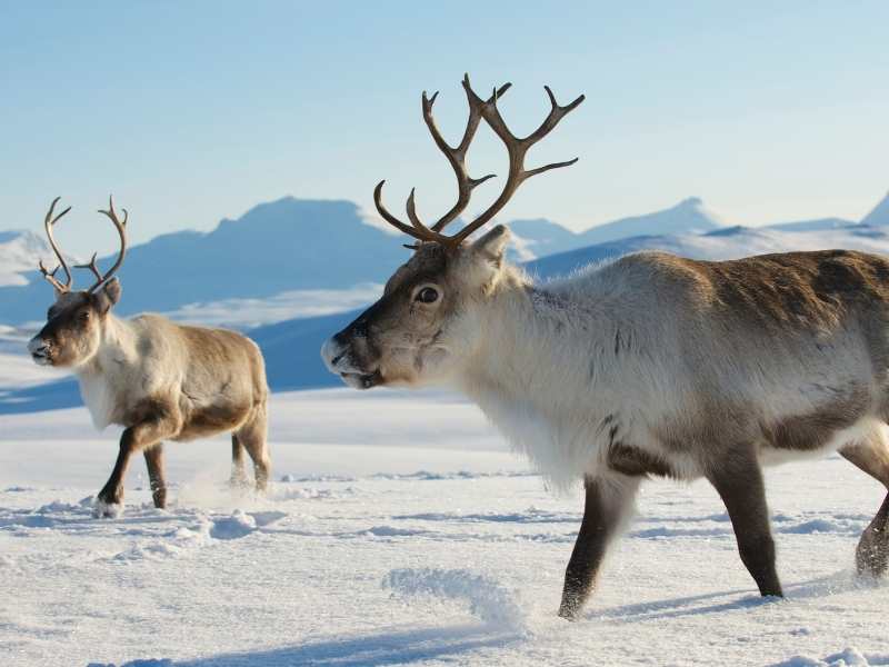 two reindeer in winter