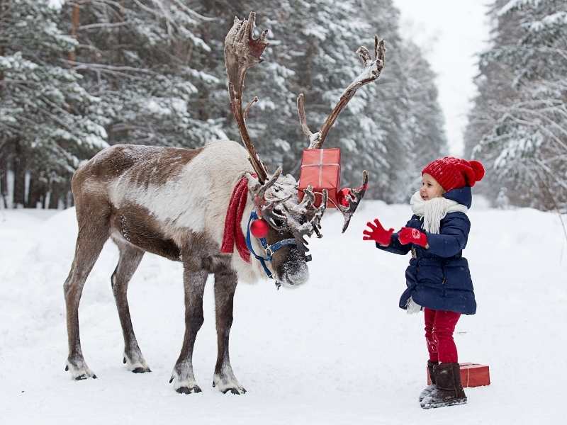 facts about reindeer in Finland