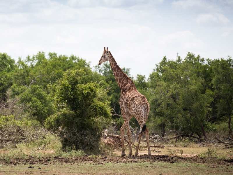 giraffes are fairly easy to spot in Hlane Royal Park