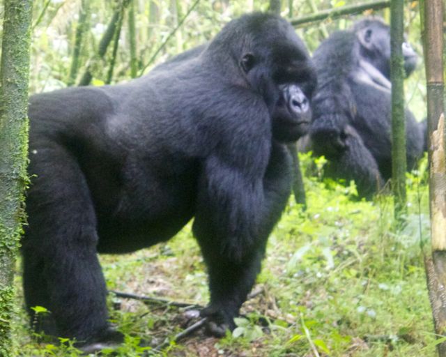 Two of the Sabyinyo troop's three silverbacks in Volcanoes National Park, Rwanda