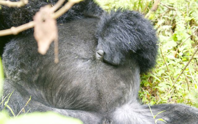 Drunk gorilla in Volcanoes National Park playing with his belly button.