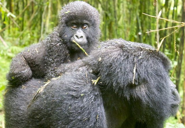 gorilla trekking in rwanda