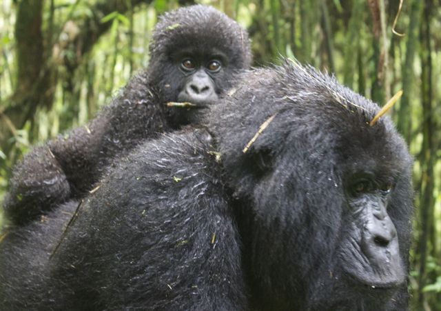 gorillas best mother and baby28