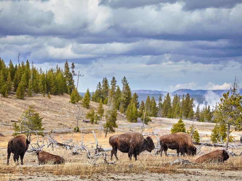 Grazing Bison in Yellowstone National Park