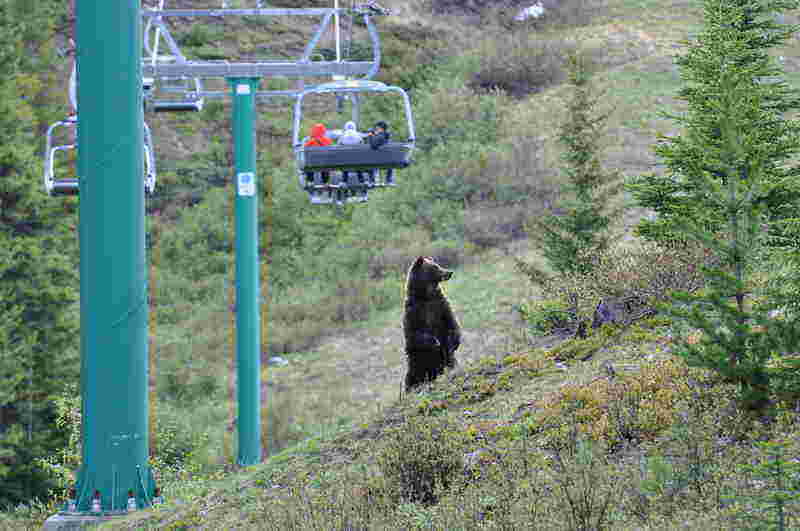 grizzly-bear