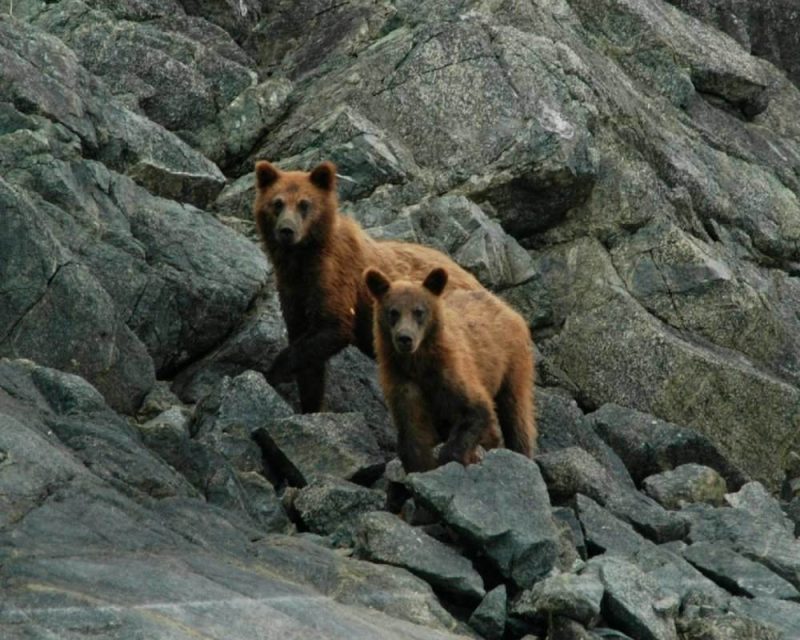 Grizzly Bears are a wonderful sighting in Glacier National Park