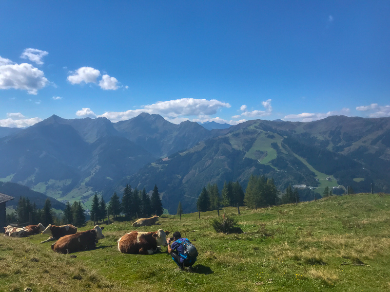 Hiker taking photo of Alpine cows.