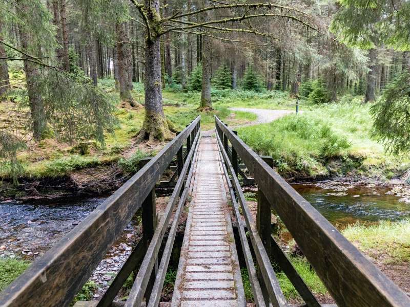 Glyndwr's Way walk in Hafren Forest