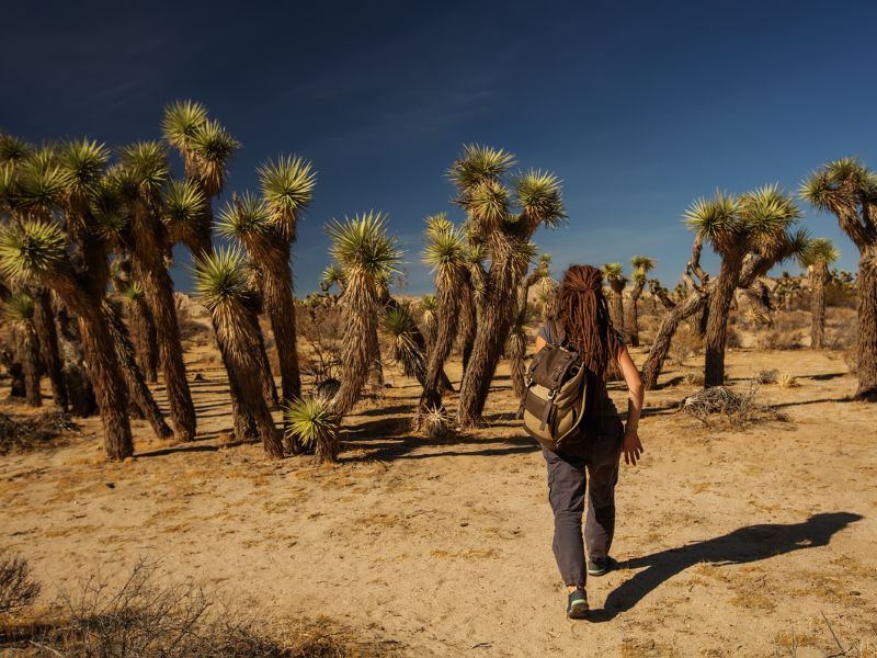 best hikes in Joshua Tree